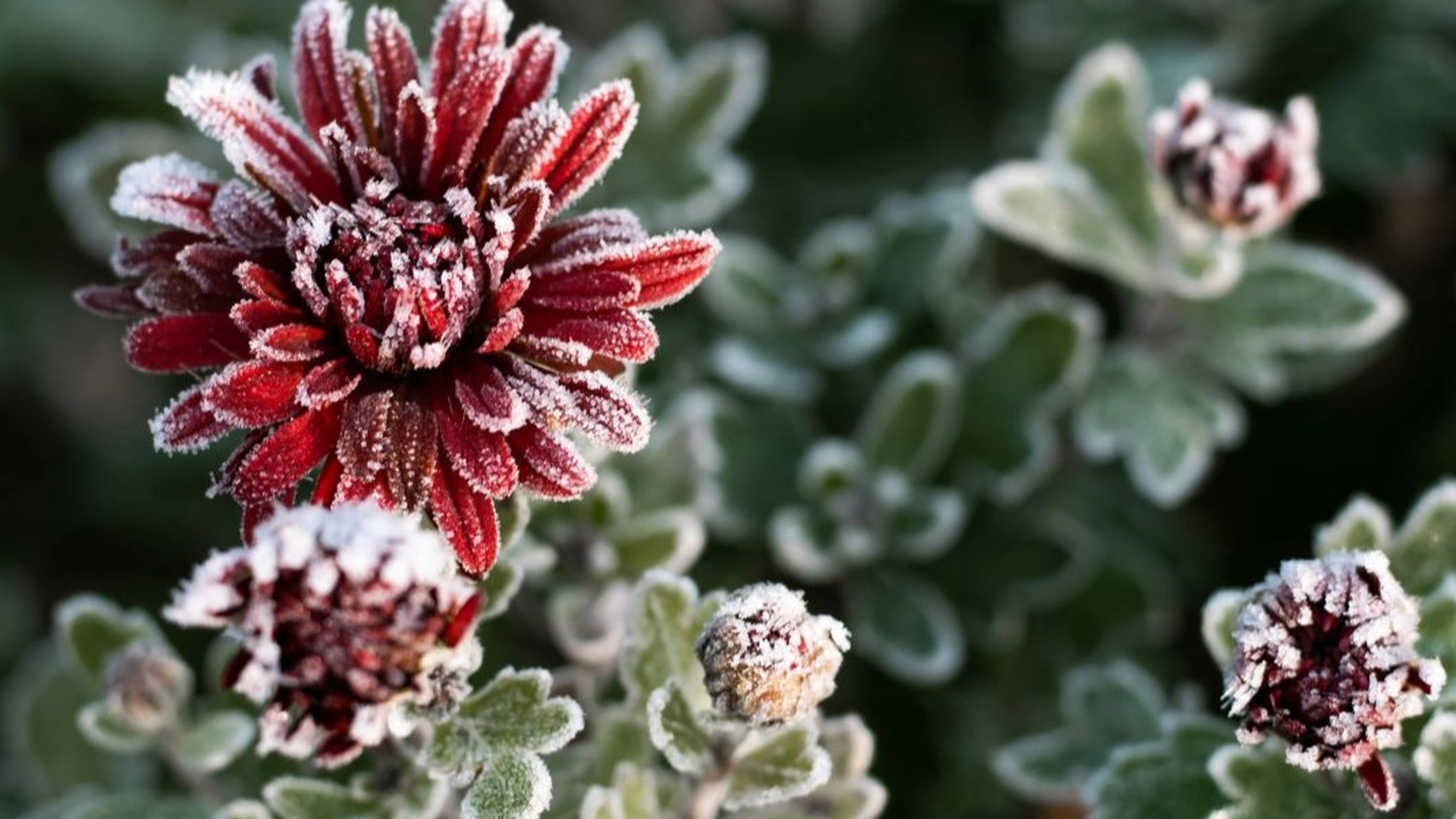 Hvordan redde plantene og blomstene dine fra frost