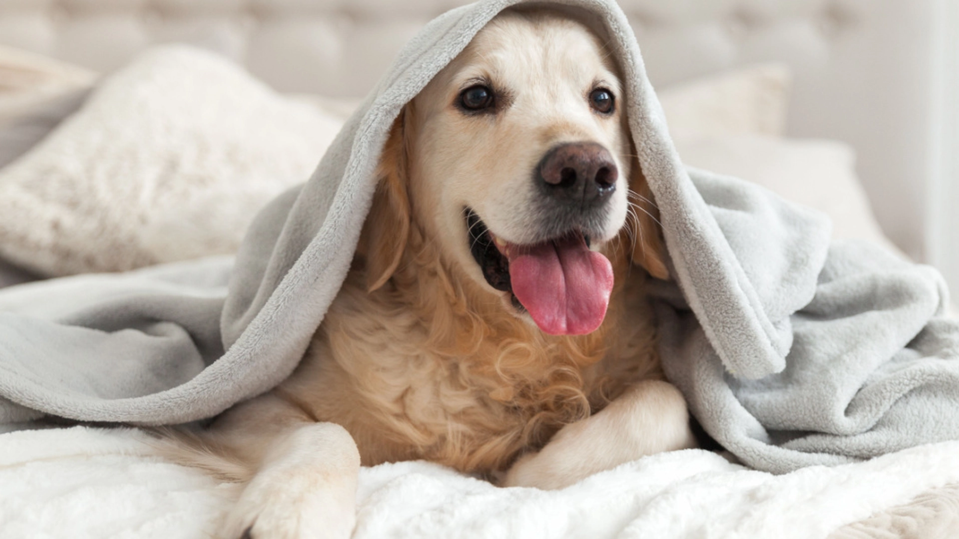 Er du hundeeier bør du lese dette før sommeren