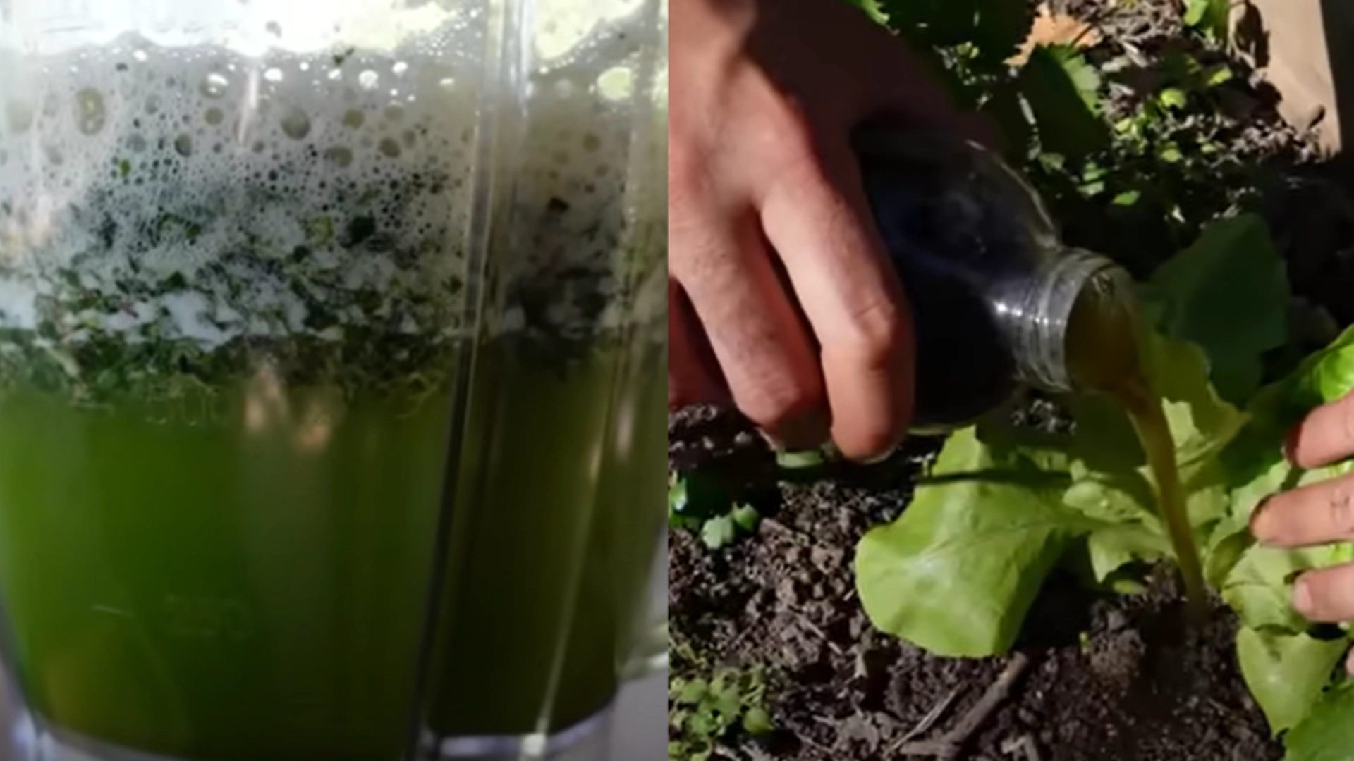 Det er ikke kaffegrut: Denne hjemmelagde gjødselen er «grønt gull» for plantene dine