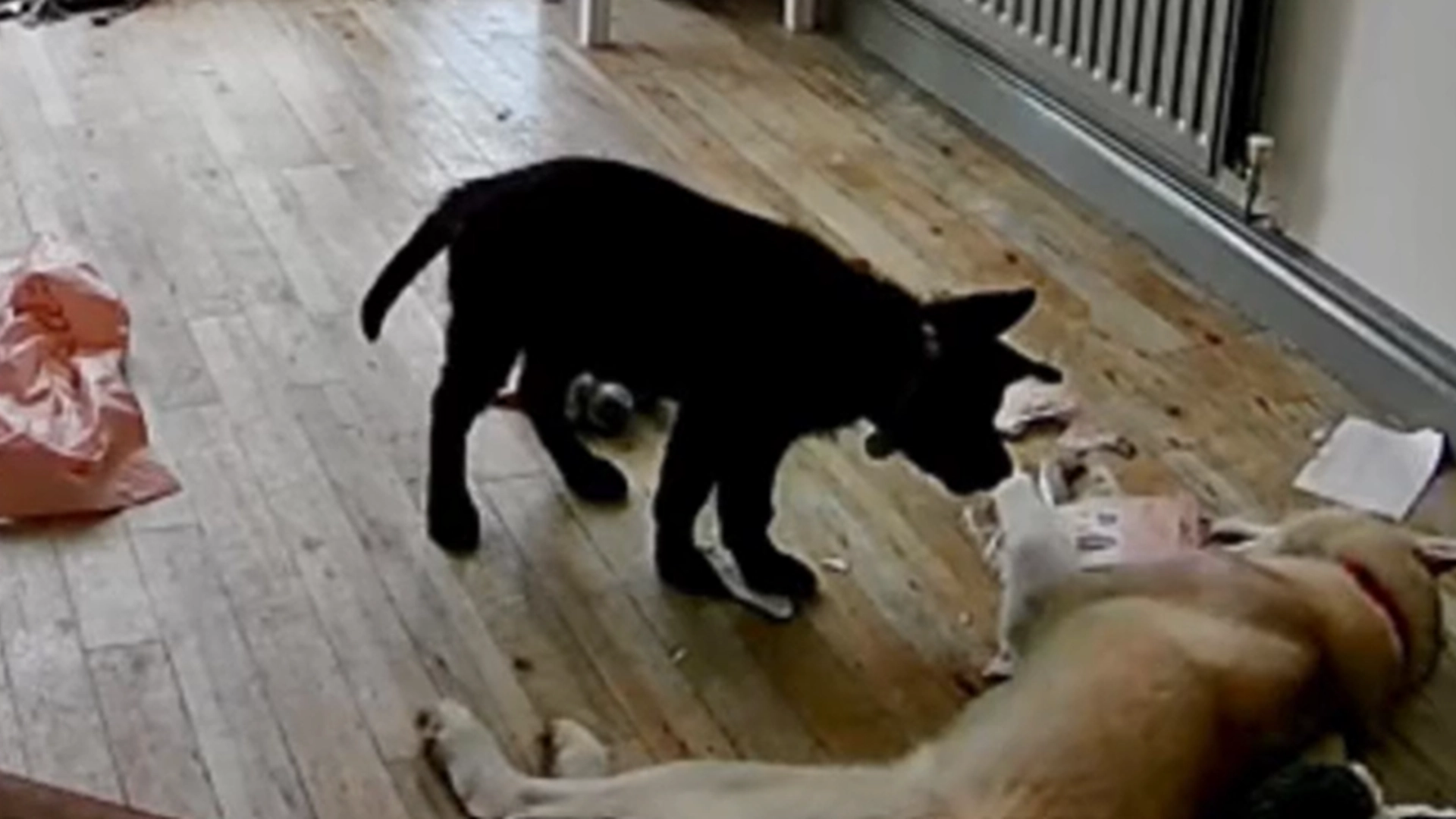 Hundeeier sjekker overvåkningskamera: Får sjokk