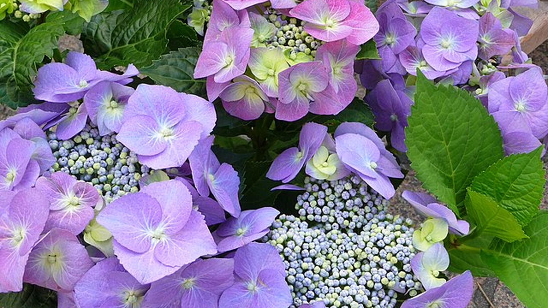 Mange gjør feil som ødelegger hortensiaens blomstring: Slik sikrer du den vakre blomstringen