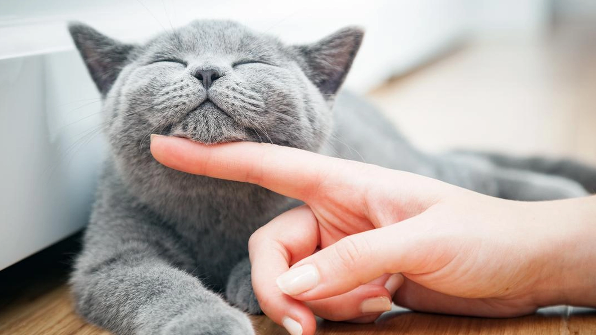 Biter katten din når du klapper den? Derfor må du ta det veldig seriøst