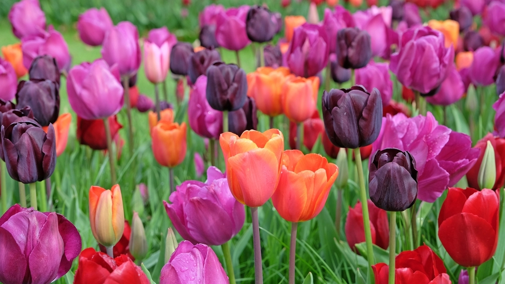 Vil du sikre et flott resultat igjen neste år? Da bør du trimme disse blomstene nå