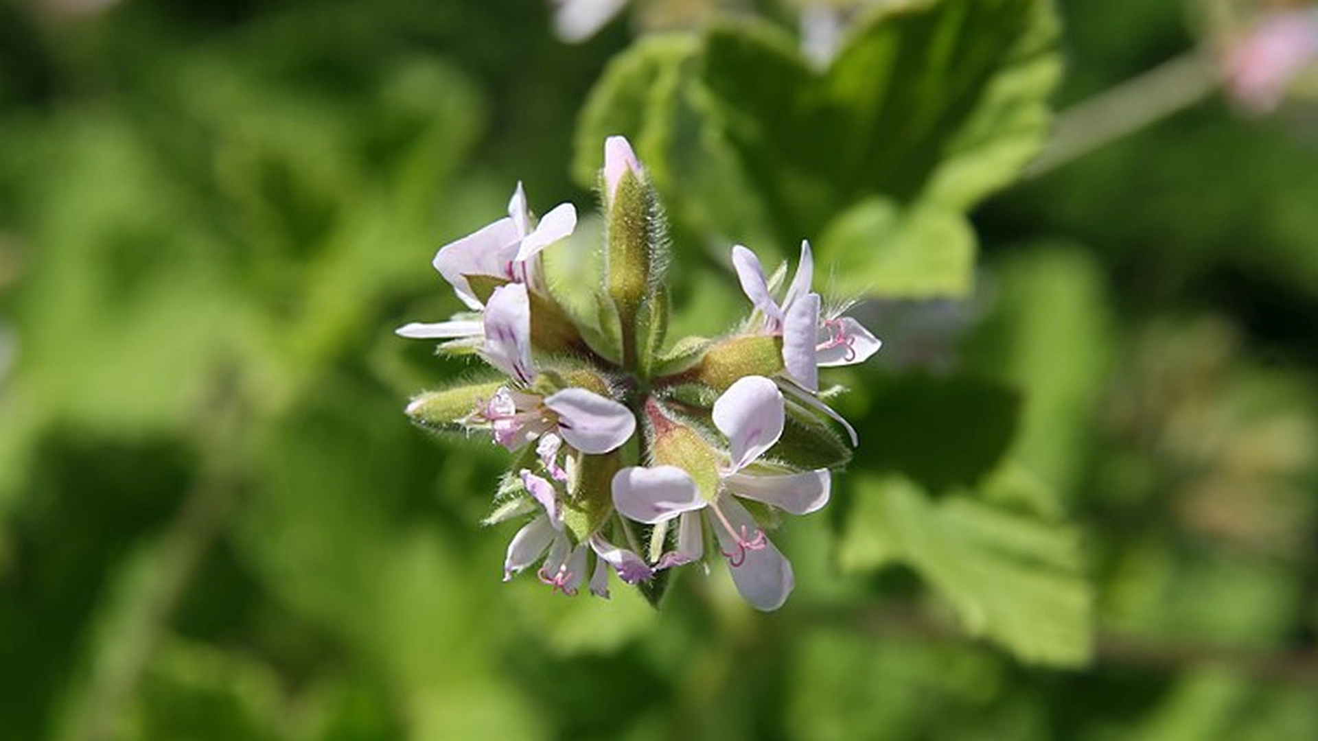 Denne blomsten bekjemper mygg: April er den perfekte måneden for å plante den