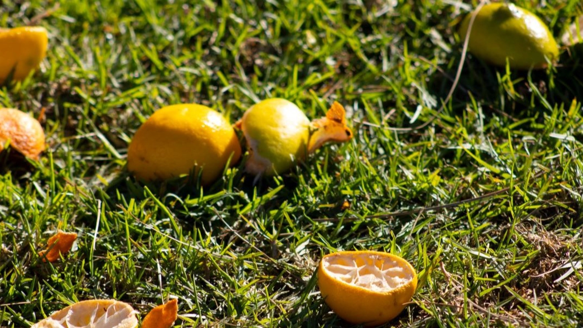 Legg appelsinskall i hagen og se magien skje