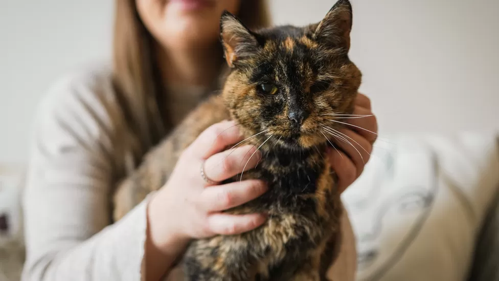 Flossie, 26, offisielt verdens eldste katt