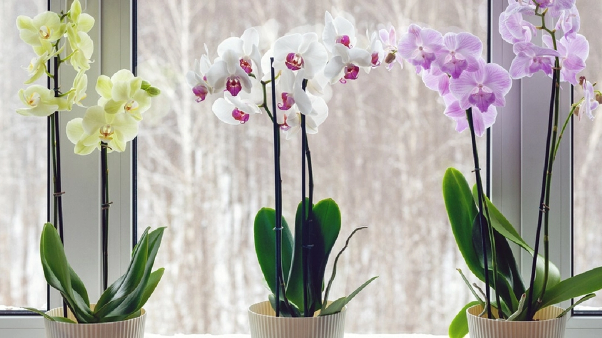 Her er en viktig beskjed til alle de som har orkideer hjemme