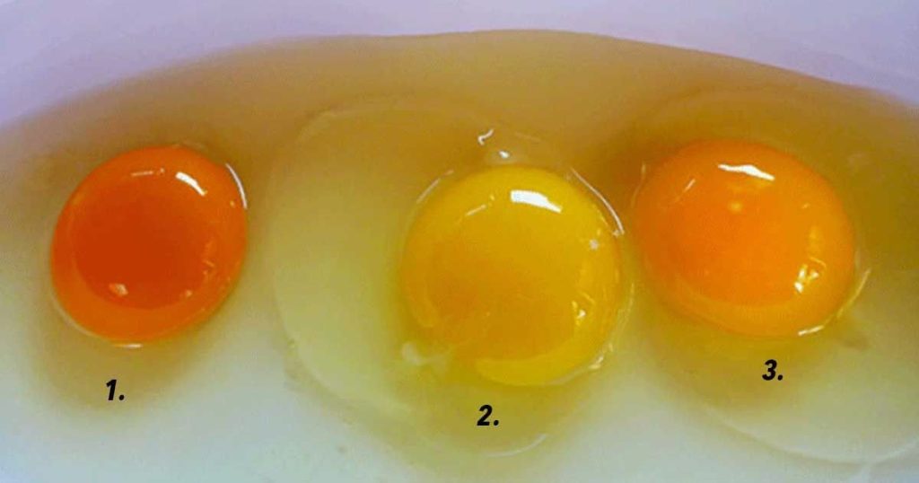 Slik kan du se om eggeplommen kommer fra en sunn høne