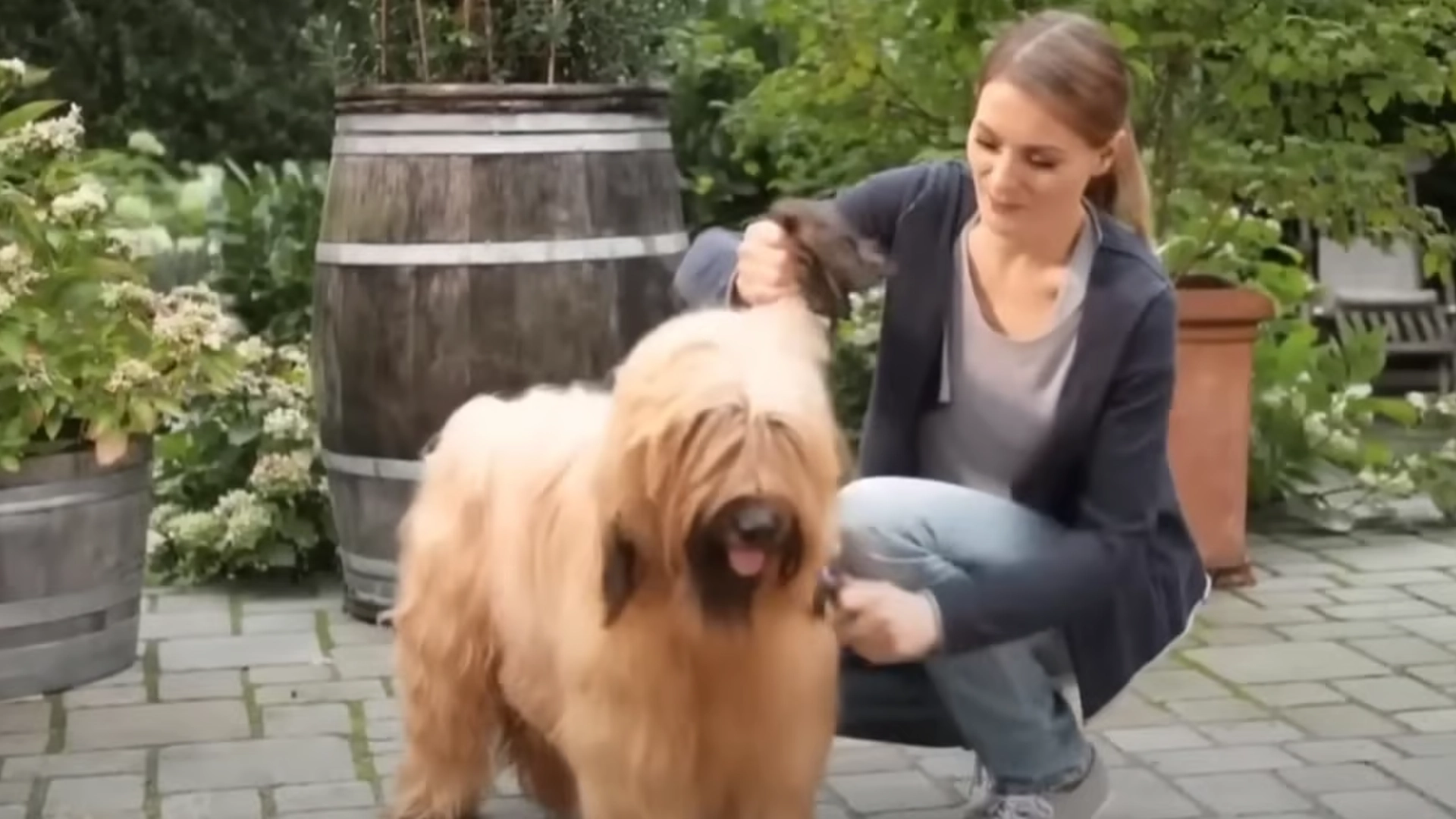Kvinne børster hunden sin, og i løpet av et minutt begynner alle å le