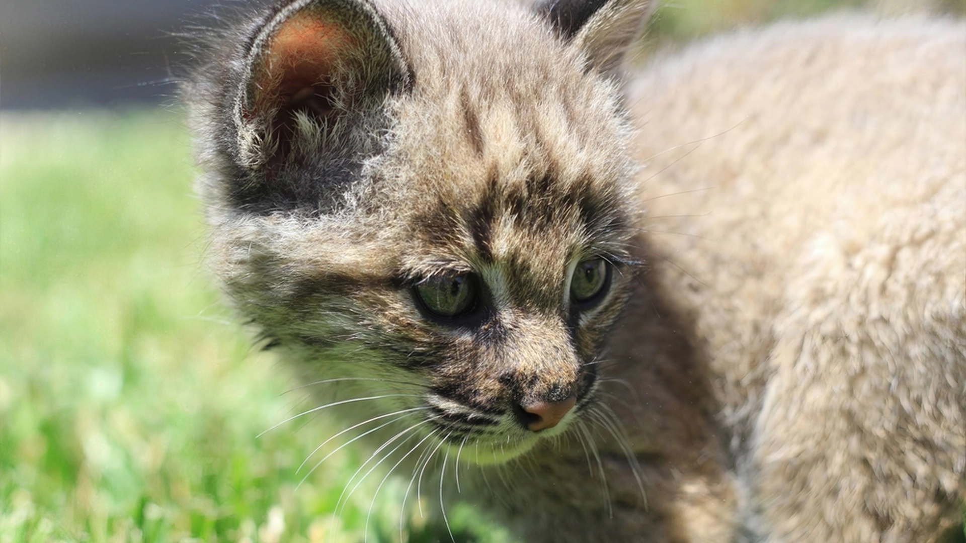 Mann redder kattunge – får sjokk når han ser hva det egentlig er
