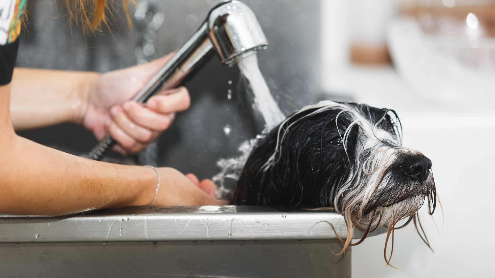 Kan spare deg for timevis med rengjøring: 7 tips til hundeeieren