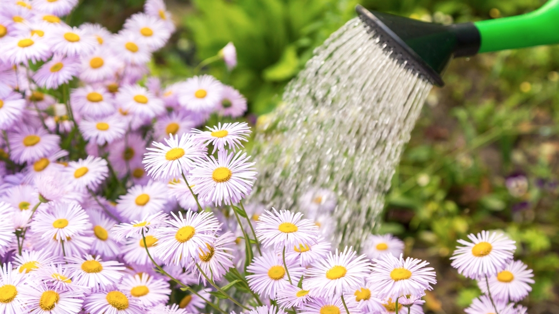 Når er det best å vanne blomsterne? Nesten alle tar feil