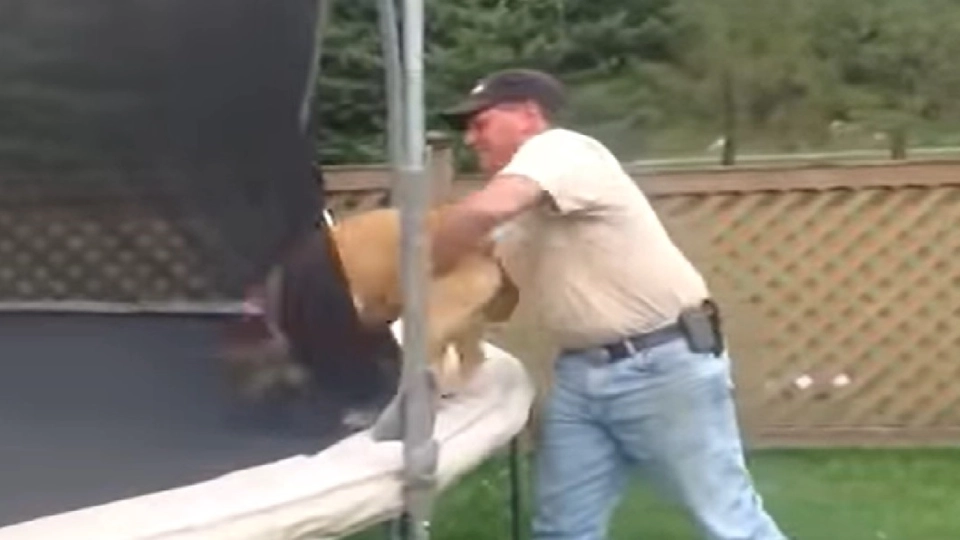 Eier løfter hund opp på trampoline: Reaksjonen går viralt over hele verden