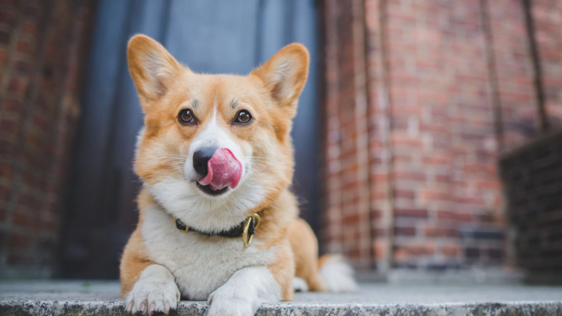 Slik kan du se om hunden din har pollenallergi