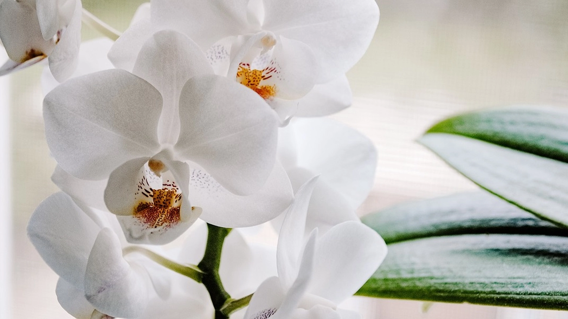 Hvordan få orkideen til å blomstre igjen