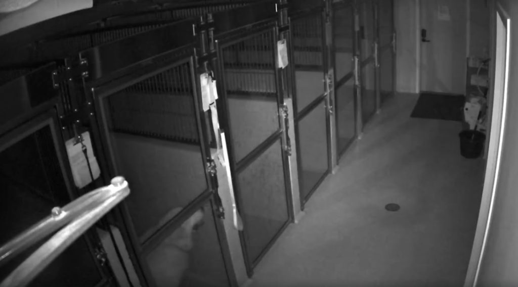 Familien drar på ferie og setter hunden på en kennel: Dagen etter har hunden forsvunnet