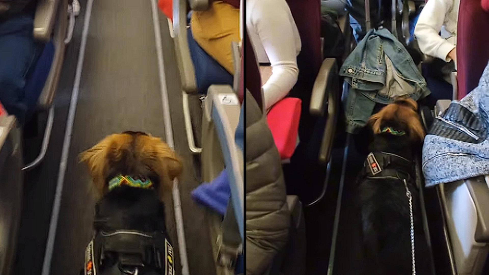 Passasjerene ble overrasket over å se en hund gå ombord på flyet: Reaksjonen deres sier alt