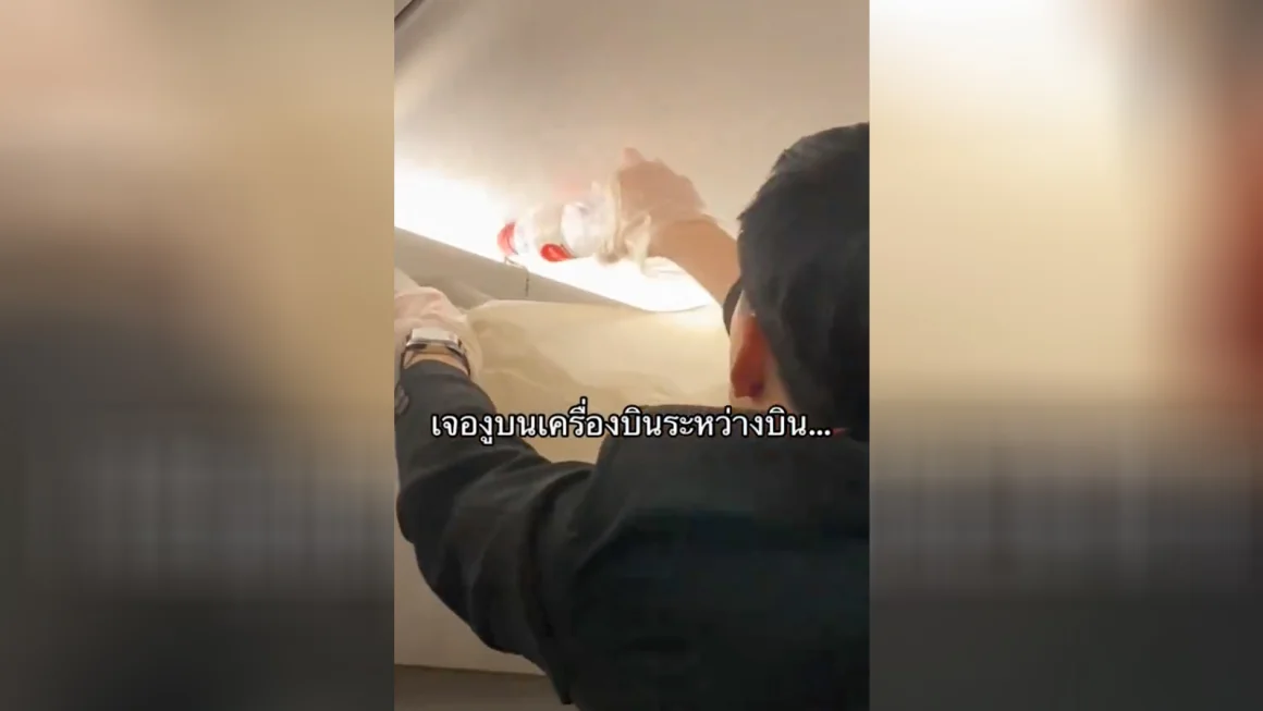 Flypassasjerer i sjokk: Fant slange i bagasjerommet over setene