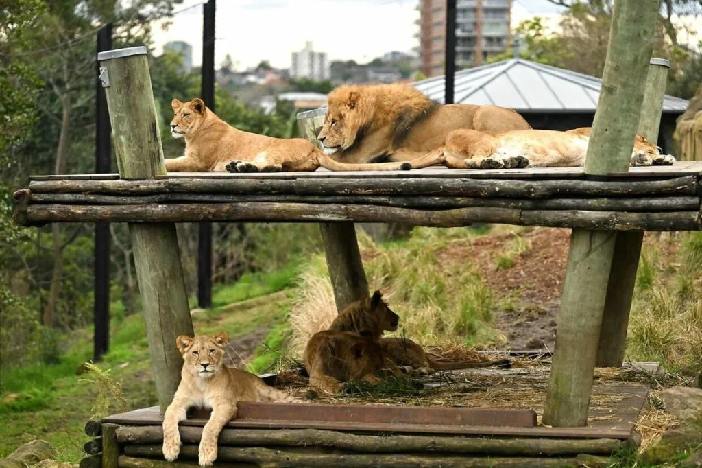 Sjokk i Sydney: Fem løver rømte fra dyrehagen