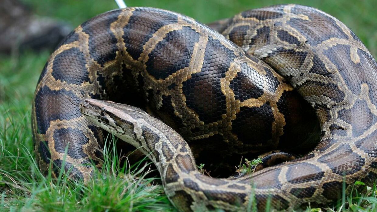 Savnet mor funnet død i en gigantisk python