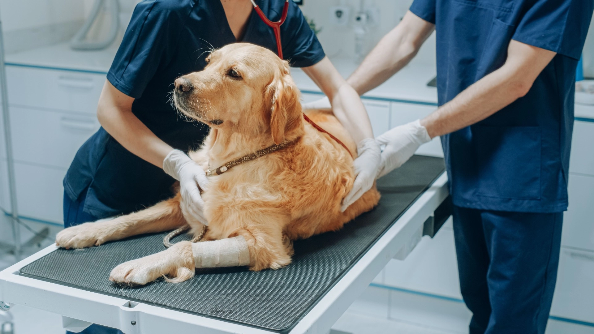 Eieren måtte avlive hunden sin: Det som skjer før den dør vil få deg til å gråte