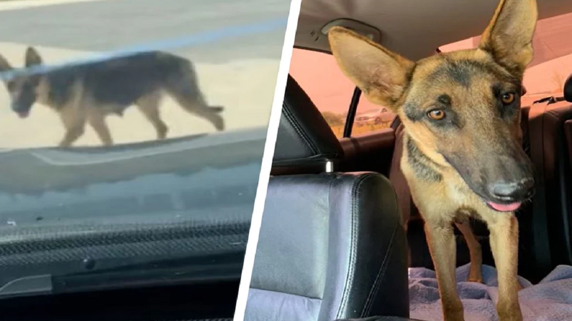 Kvinne redder forlatt hund: Når hun ser nærmere på hunden, får hun et stort sjokk