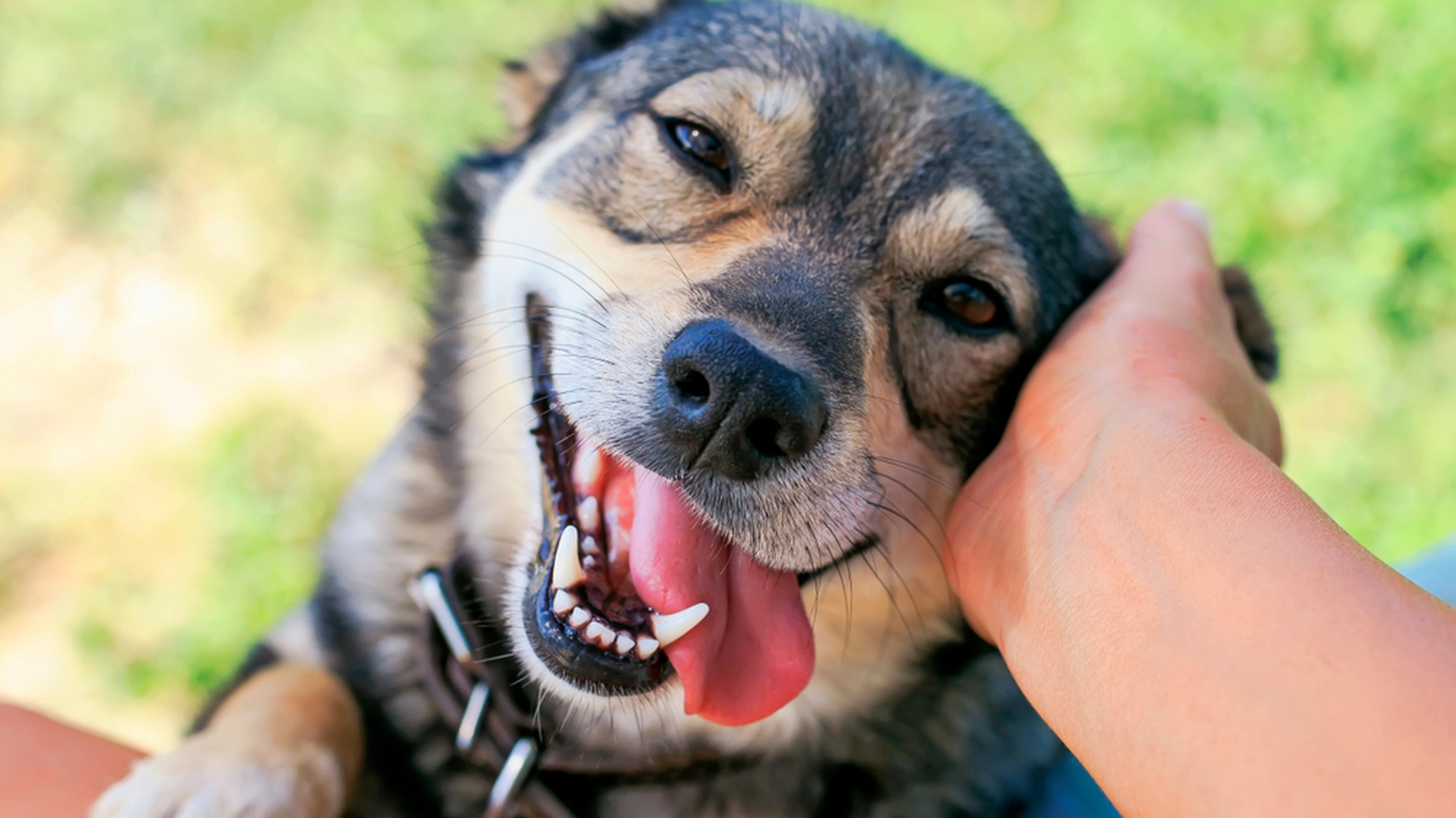 Hundeekspert forklarer dette fenomenet: Det er derfor hunden din legger labben på deg