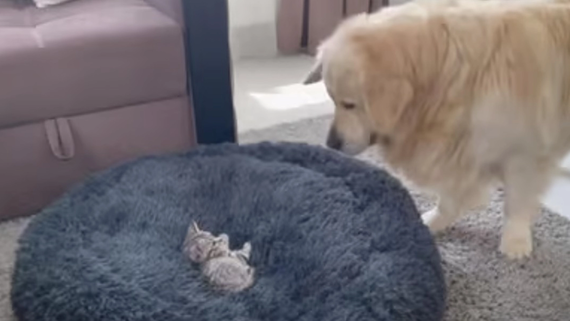 Katt stjeler sengen til en Golden Retriever: Hundens reaksjon er bedårende