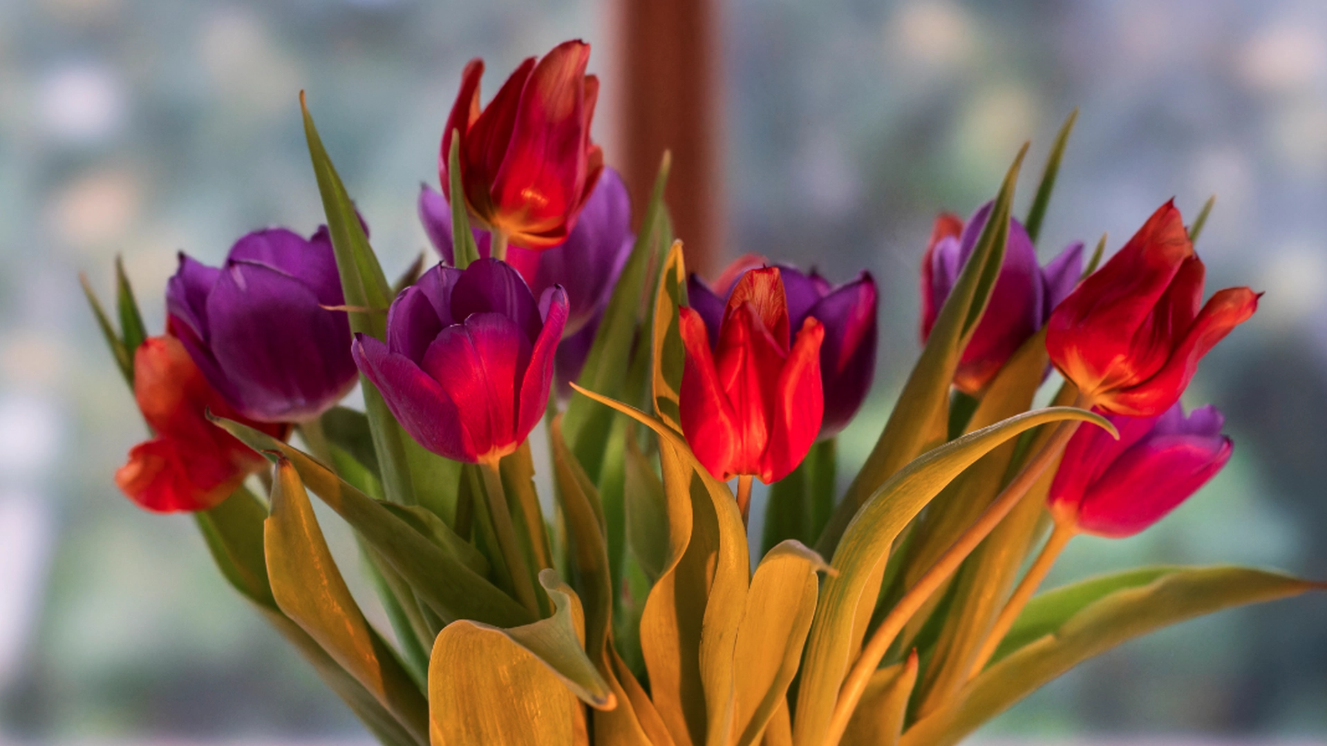 Beste tips: Slik holder du tulipanene friske lenge