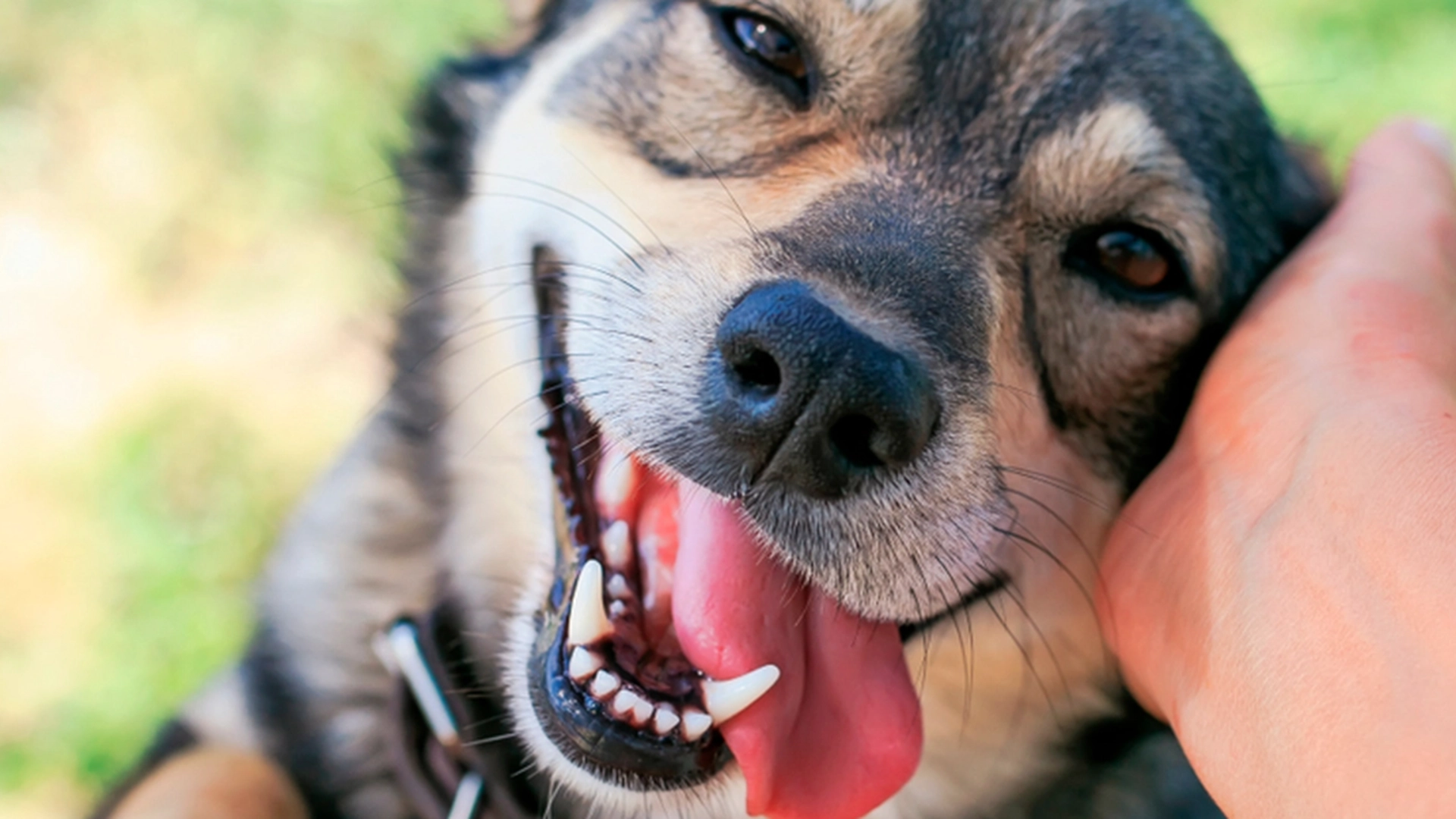 Neste gang en hund stirrer på deg, kan det bety noe veldig uventet