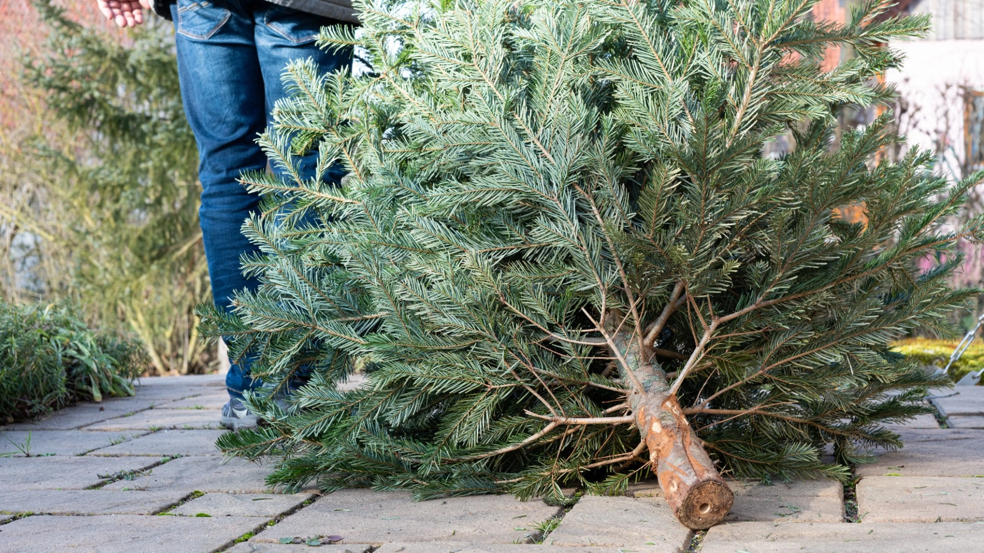 Tre triks for å holde insekt unna juletreet