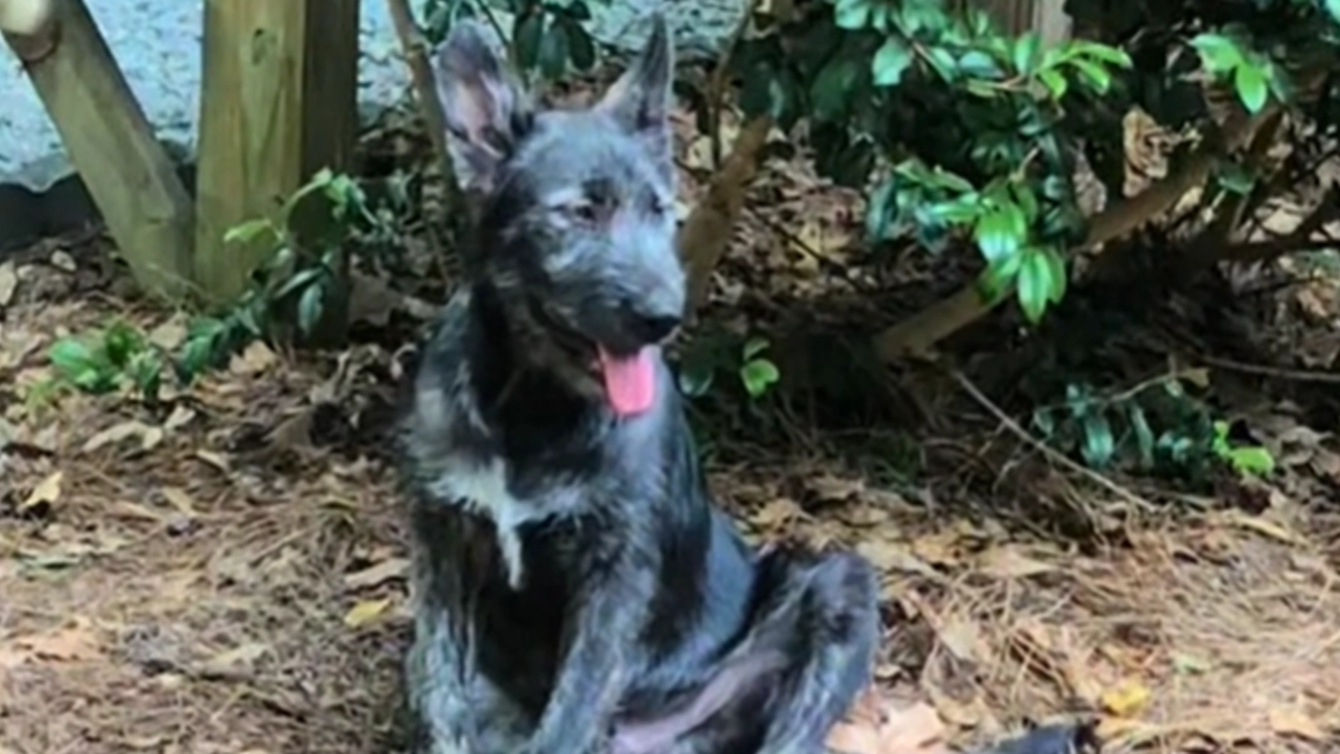 Hundeeier ville ha ulvelignende hund: Resultatet får de fleste til å ta en ekstra titt