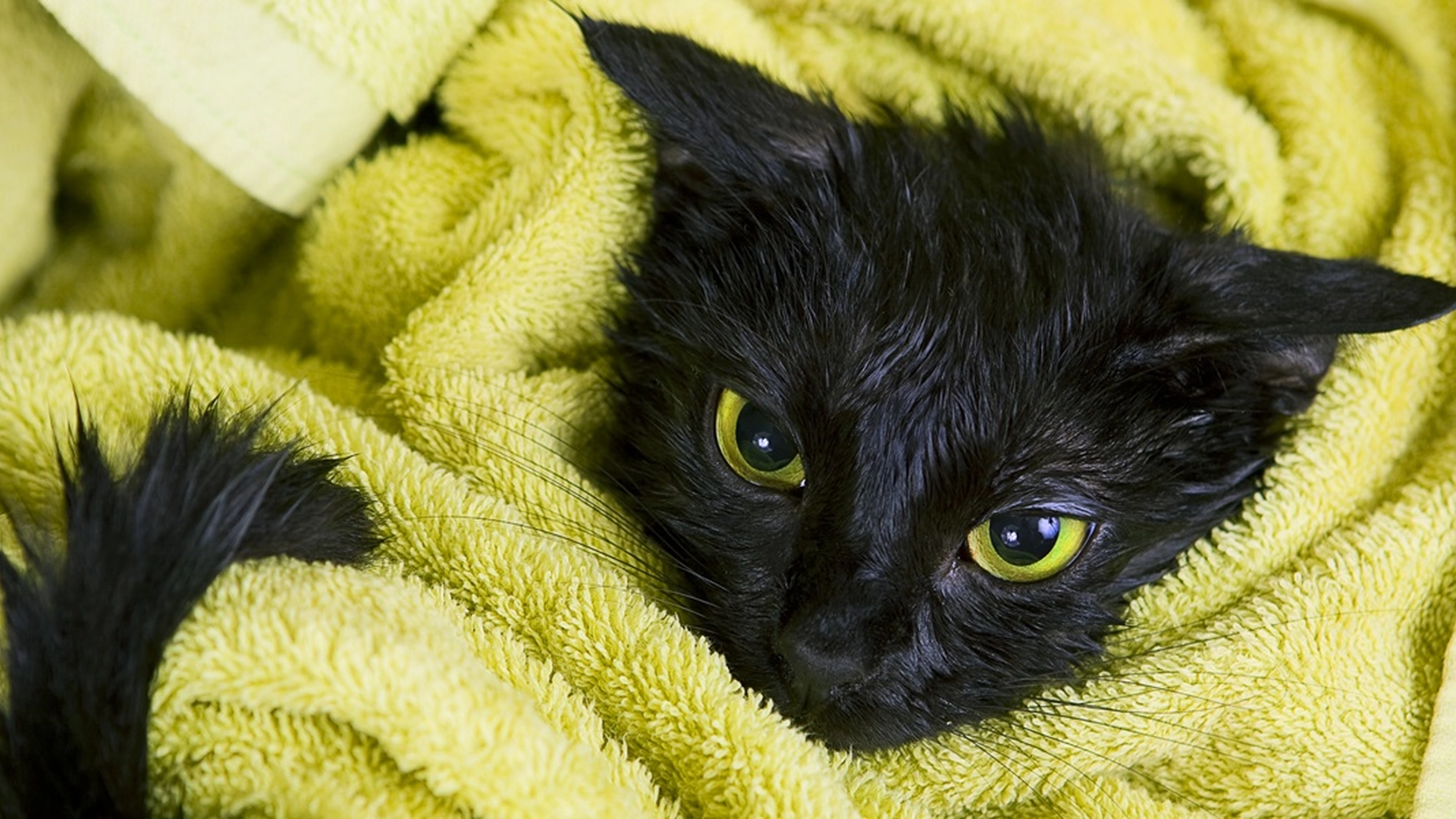 Hvor ofte bør du bade katten din? Veterinær kommer med overraskende svar