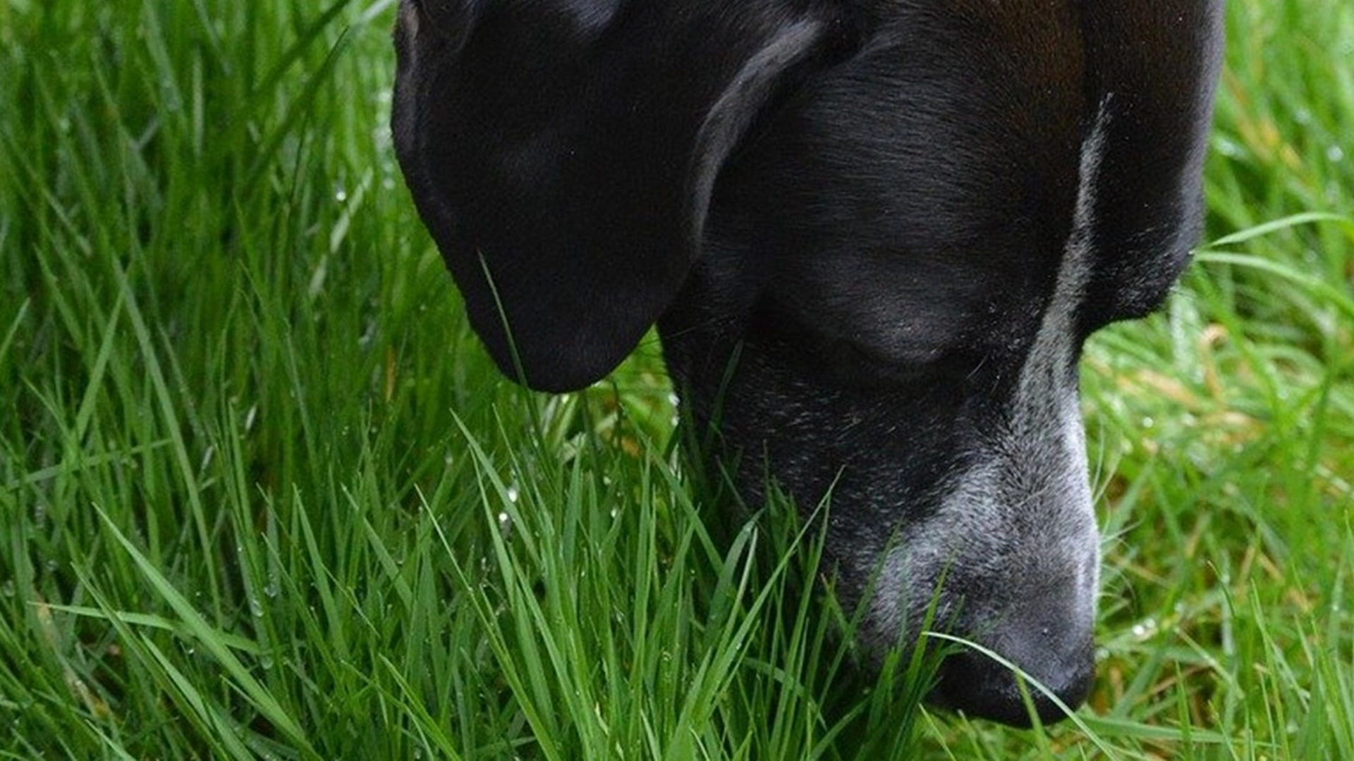 Ruby og Gus: Hundene som snuser seg frem til verdens mest eksklusive delikatesse