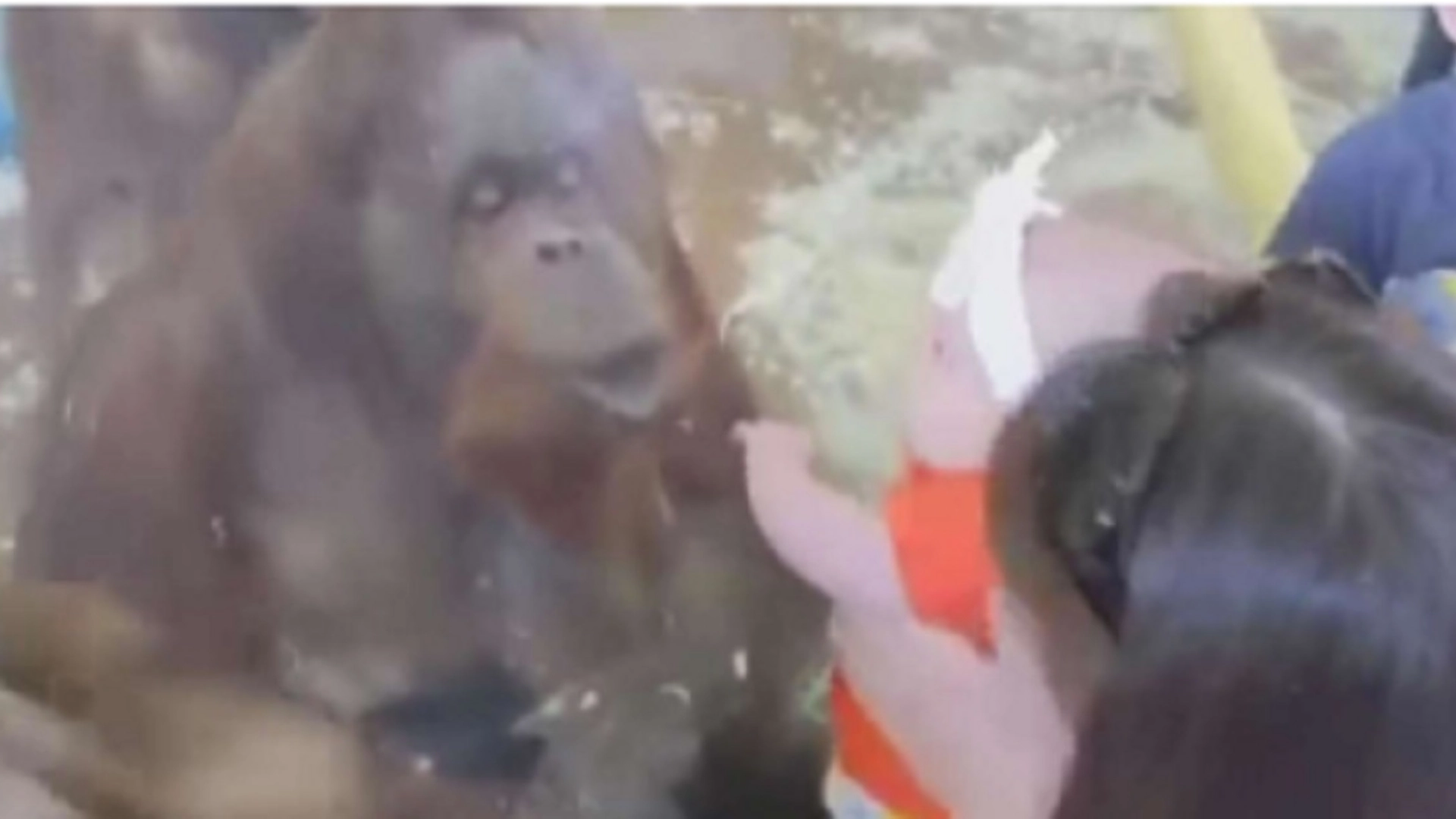 Dyrepasser viser en baby frem for en orangutang: Vent til du ser den hjerteskjærende reaksjonen
