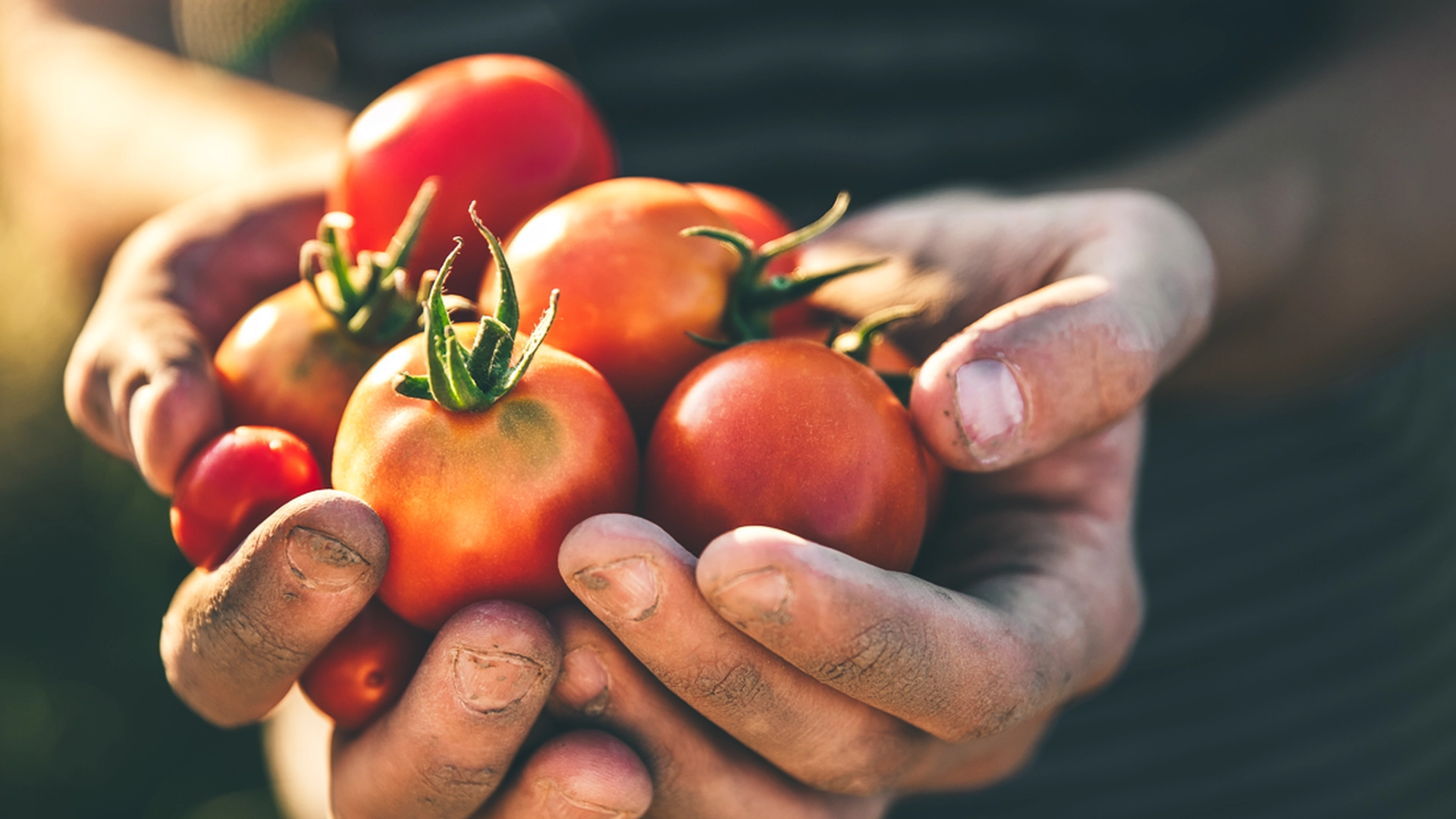Hvorfor tomatene dine ikke blomstrer – og hva du enkelt kan gjøre med det