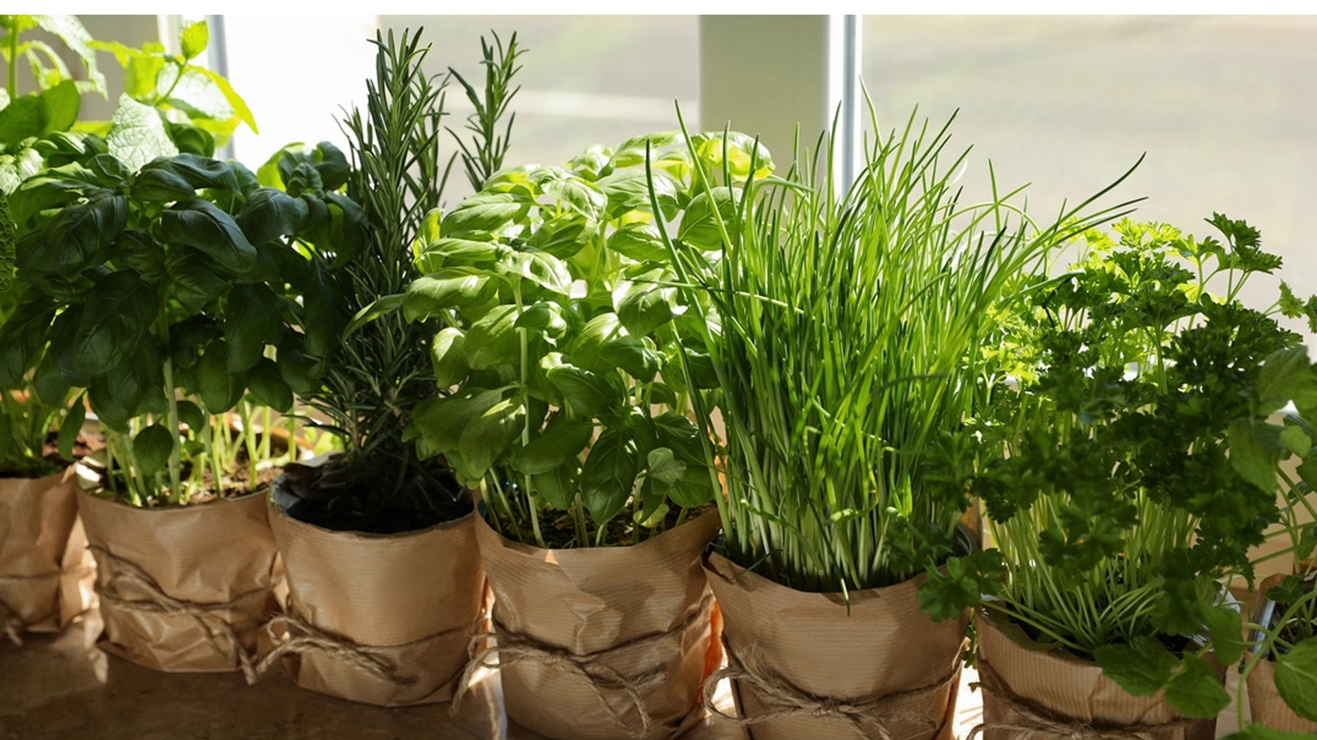 Genialt triks: Hvordan få supermarkedsurter til å vare lenger