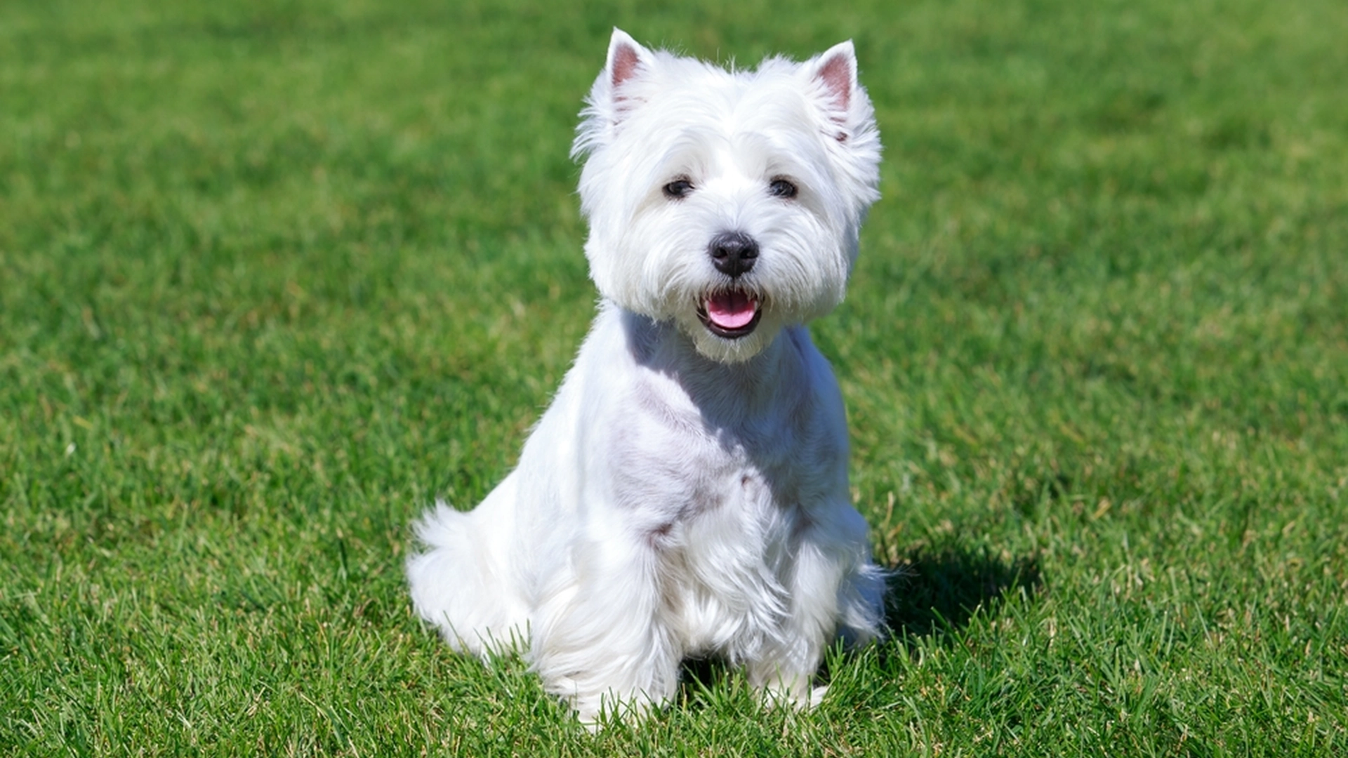 Triste nyheter for hundeelskere: Siste sjanse til å adoptere valper av denne rasen