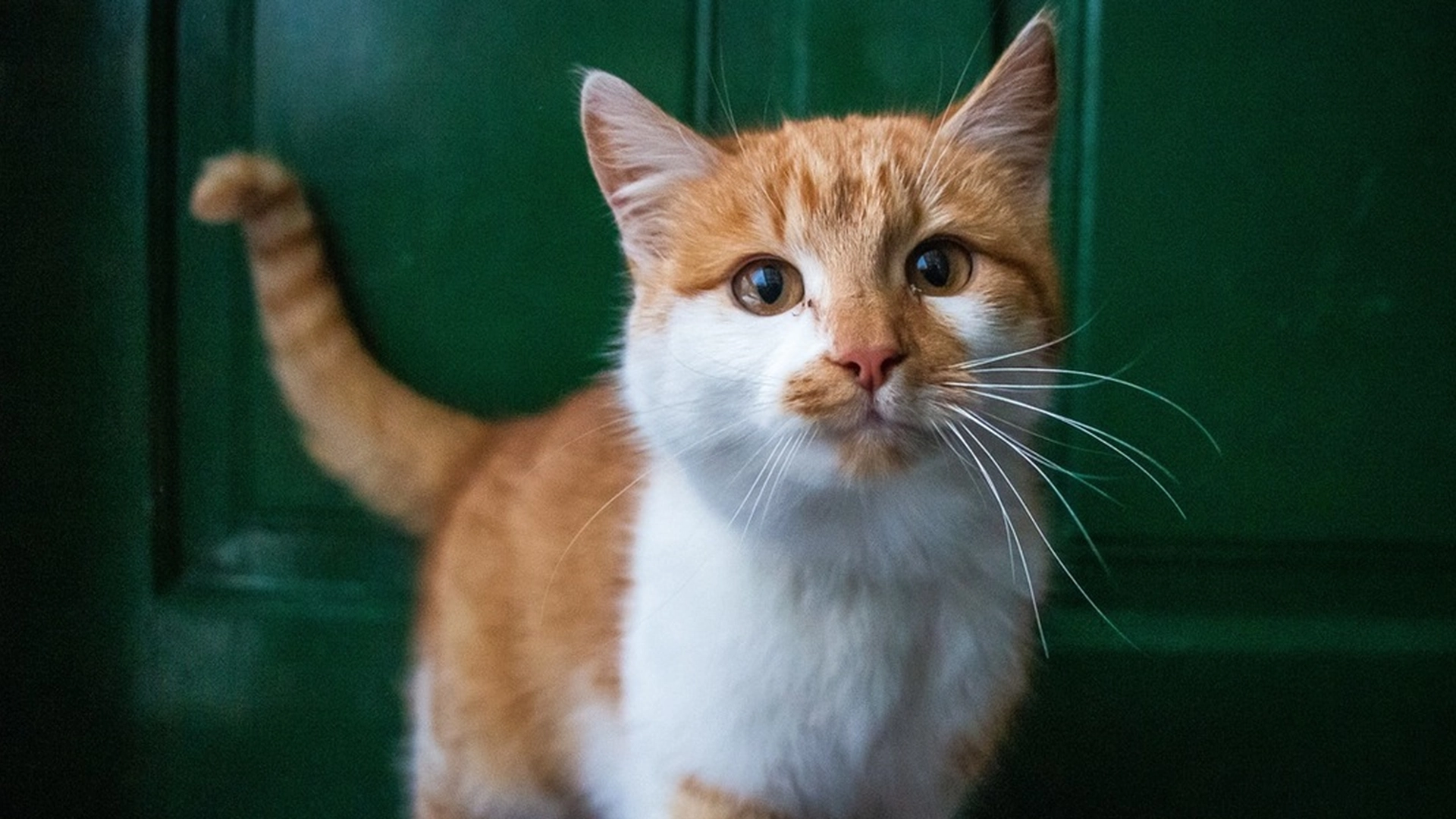 Hvor katten din sover kan avsløre mye om dens personlighet