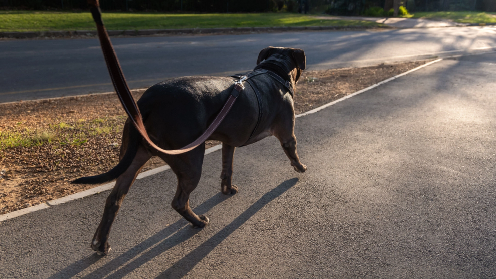 Det gjør vondt på hunden å gå på det: Råd til hundeeiere