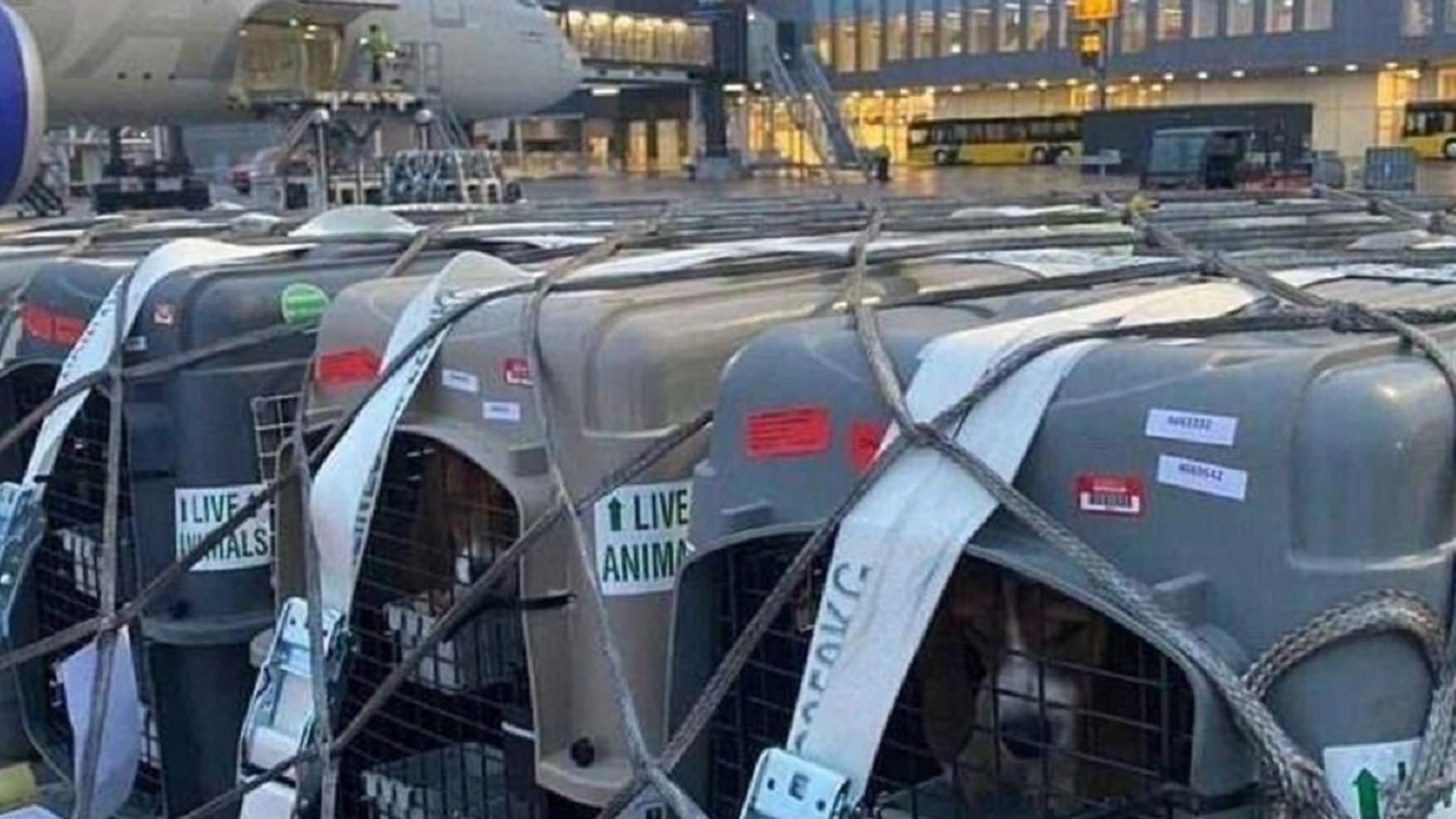 Skjulte opptak: Hunder til dyreforsøk transporteres via Københavns lufthavn