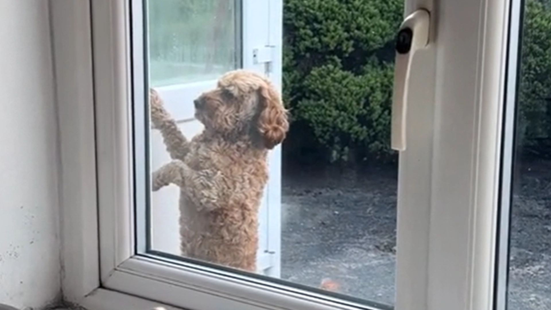 Hunden vil inn: Da gjør den noe overraskende