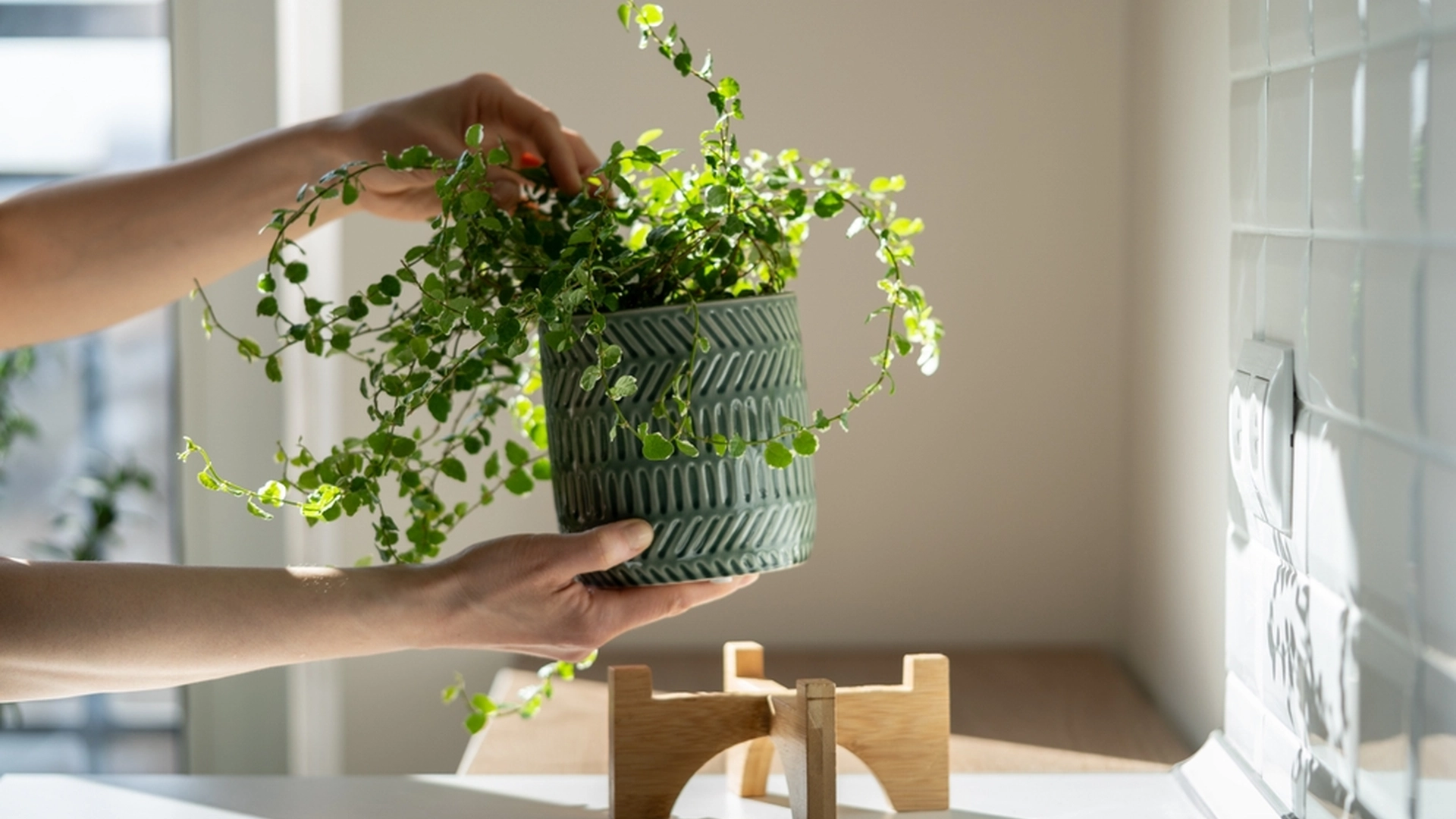 Vet du årsaken? Sett derfor ikke plantene dine i vinduskarmen
