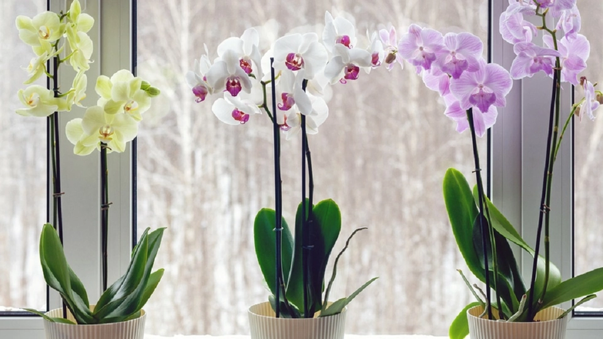 Orkideer vil blomstre som aldri før hvis denne frukten tilsettes i vannet 3 ganger i måneden