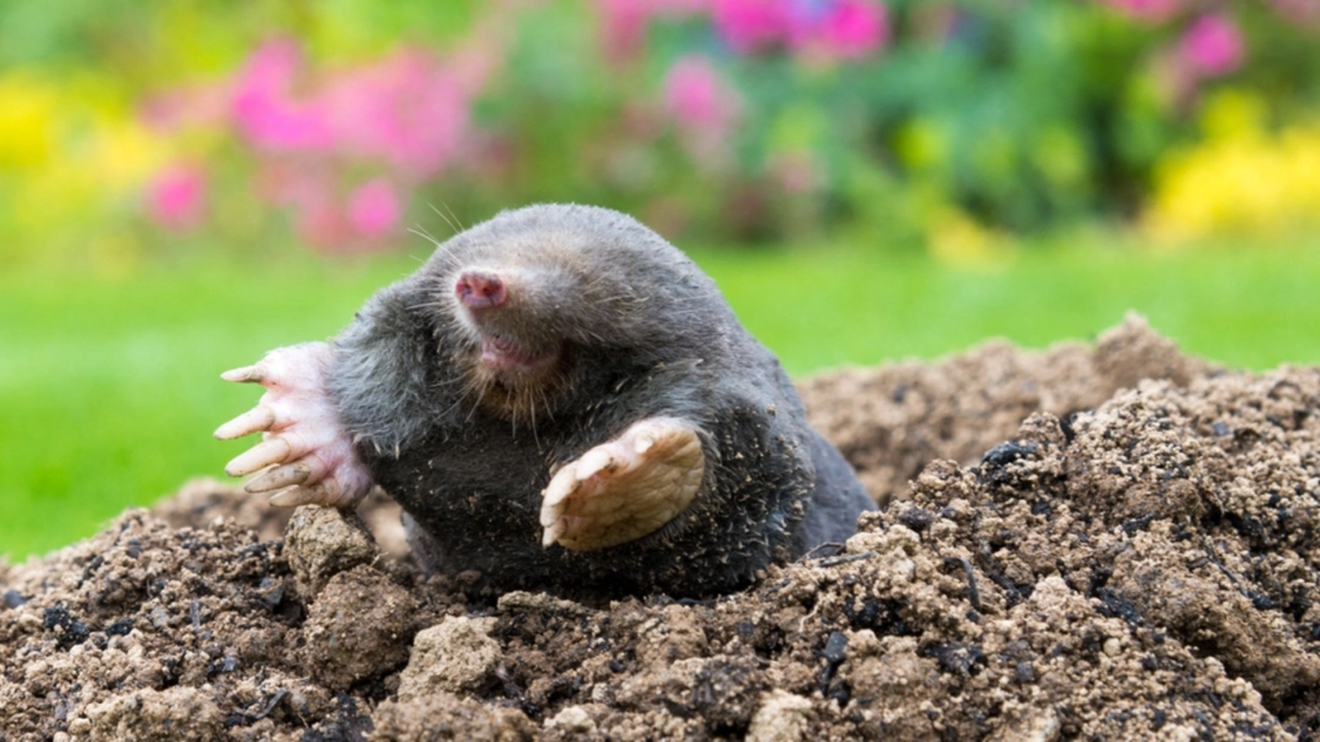 Vink farvel muldvarpskudd: Disse plantene holder muldvarpen ute av hagen din