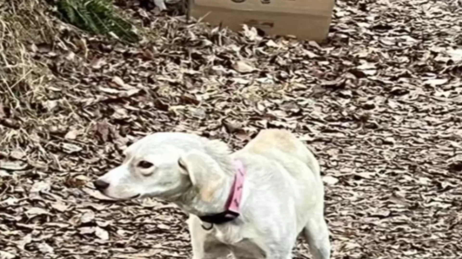 Aggressiv hund beskytter pappeske: Når mannen kommer nærmere, forstår han raskt hvorfor