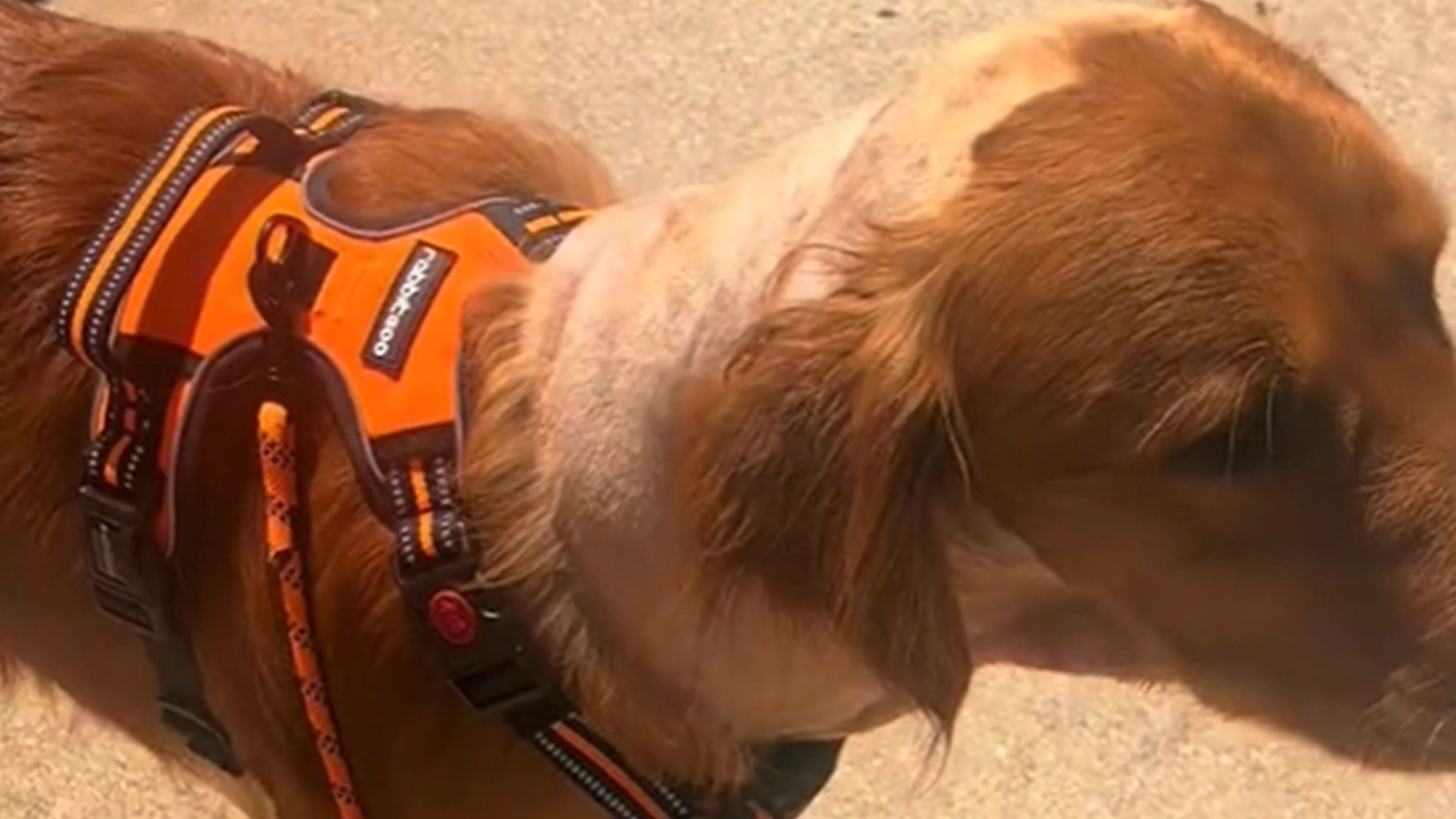 Hund kommer hjem etter en tur til veterinæren: Søsteren kan ikke gjenkjenne ham i det hele tatt