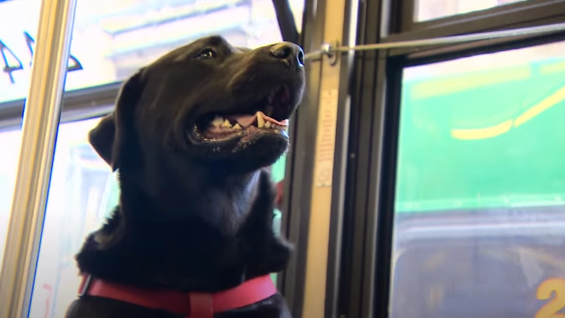 Labrador kjører bussen alene hver dag: Historien bak den vil få deg til å smile