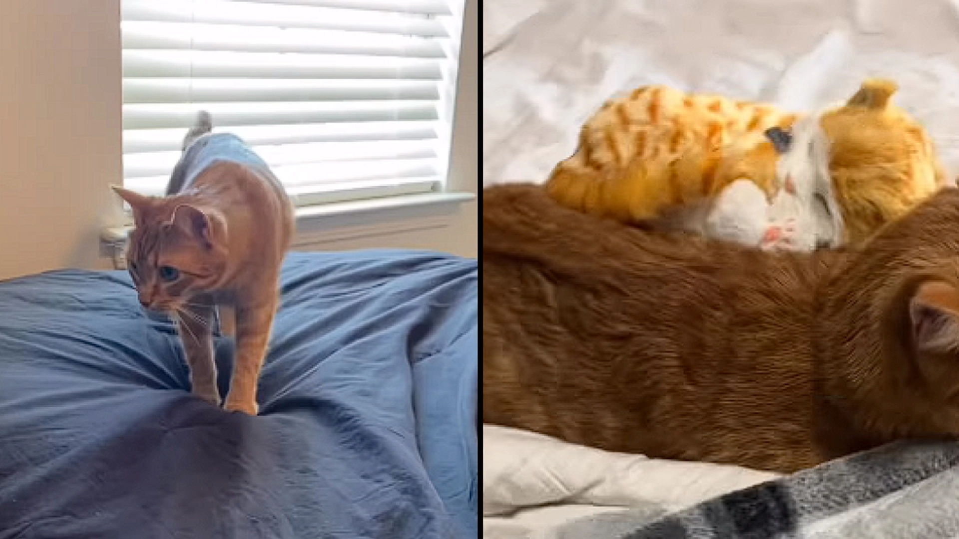 Se: Kattens hjertevarmere reaksjon på kattunge-prank smelter hjerter på nettet