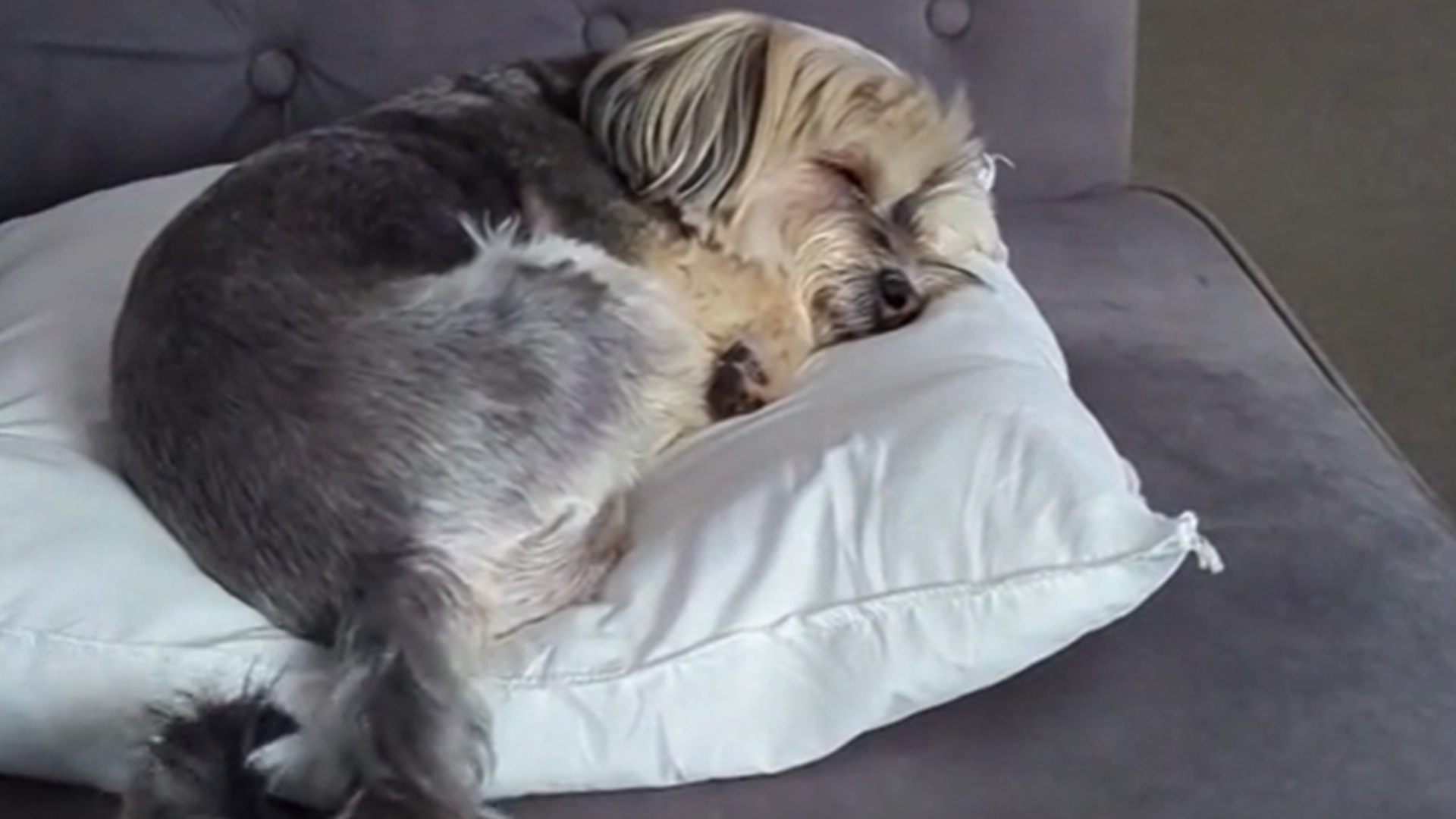 Hunden logrer med halen når den sover: Internett rørt til tårer